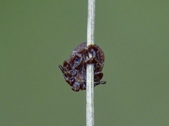 Dermacentor marginatus