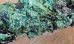 Punctelia jeckeri