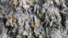 Fontinalis antipyretica