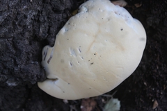 Ganoderma polychromum