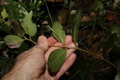 Cleistanthus cunninghamii