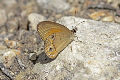 Hypocysta adiante