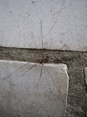 Opilio parietinus