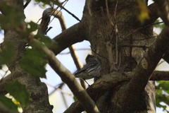 Setophaga coronata