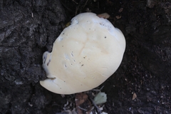 Ganoderma polychromum