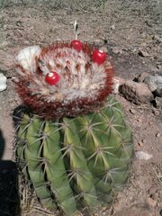 Melocactus