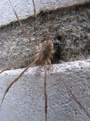 Opilio parietinus