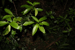 Planchonella chartacea
