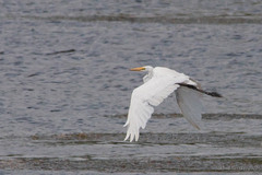 Ardea alba modesta