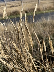 Agropyron cristatum