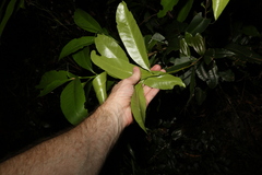 Planchonella chartacea