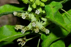 Asclepias oenotheroides