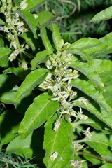 Asclepias oenotheroides