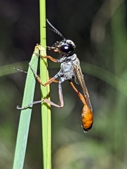 Ammophila