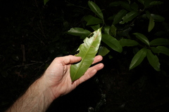 Planchonella chartacea