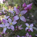 Hairy Boronia - Photo (c) David Akers, some rights reserved (CC BY-NC), uploaded by David Akers