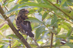 Emberiza personata
