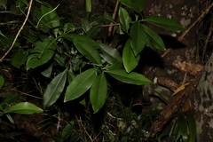 Planchonella chartacea
