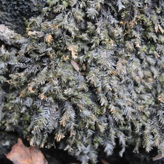 Fontinalis antipyretica