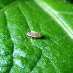 Throscidae