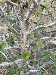 Ulmus