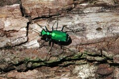 Cicindela sexguttata