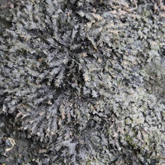 Fontinalis antipyretica