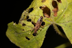 Himacerus mirmicoides