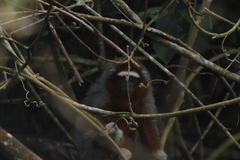 Plecturocebus ornatus