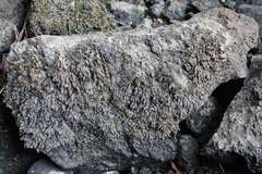 Fontinalis antipyretica