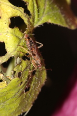 Himacerus mirmicoides