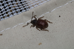 Otiorhynchus indefinitus