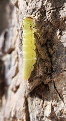 Macrurocampa miranda