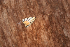 Dichogama prognealis