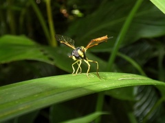 Salpingogaster