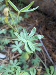 Sidalcea