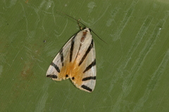 Dichogama prognealis