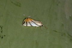 Dichogama prognealis