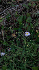 Symphyotrichum divaricatum