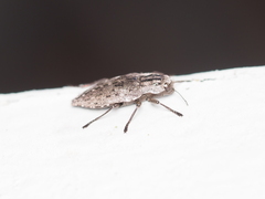 Dicerca punctulata