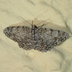 Aethalura intertexta