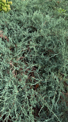 Juniperus horizontalis