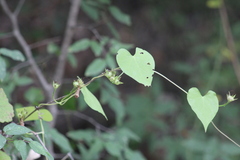 Ipomoea cordatotriloba