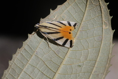 Dichogama prognealis