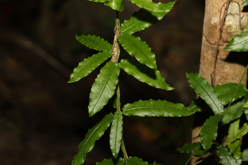 Image of Parsonsia lilacina by (c) Greg Tasney, some rights reserved (CC BY-SA)