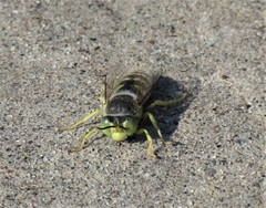 Bembix americana spinolae