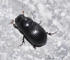 Ammoecius elevatus