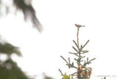 Pyrrhula pyrrhula griseiventris