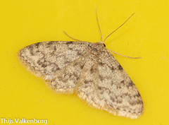 Idaea cervantaria