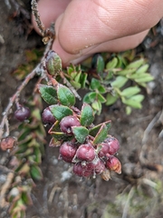 Vaccinioideae